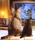 cats watching TV